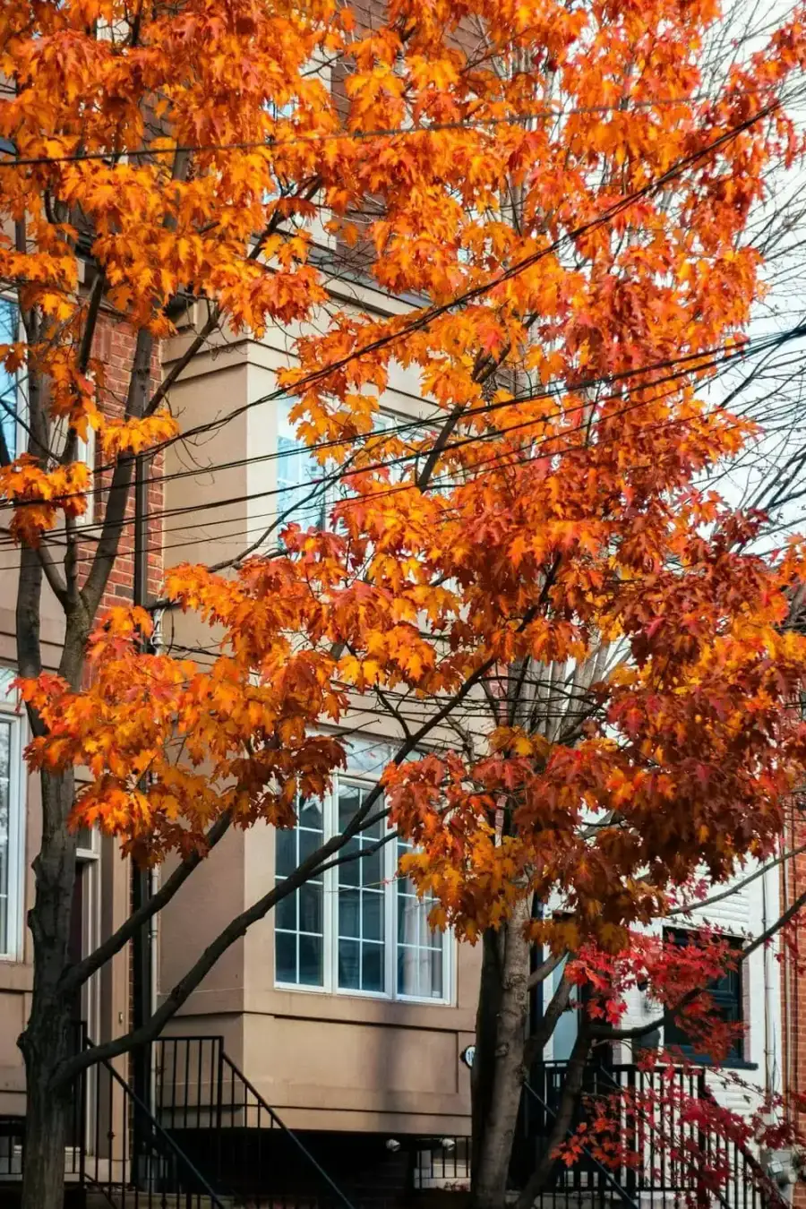 Vibrant autumn maple trees lining a residential street — Norway maples ecological challenge