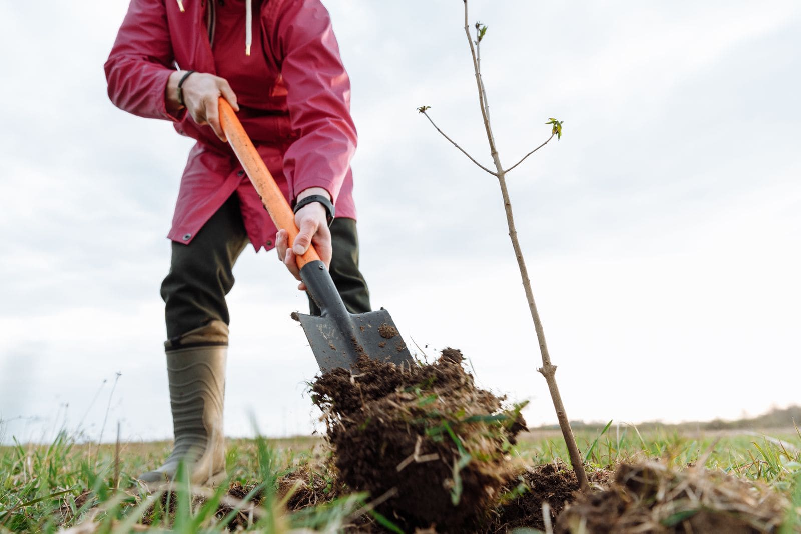 Person in rain boots digging with a shovel beside a newly planted sapling