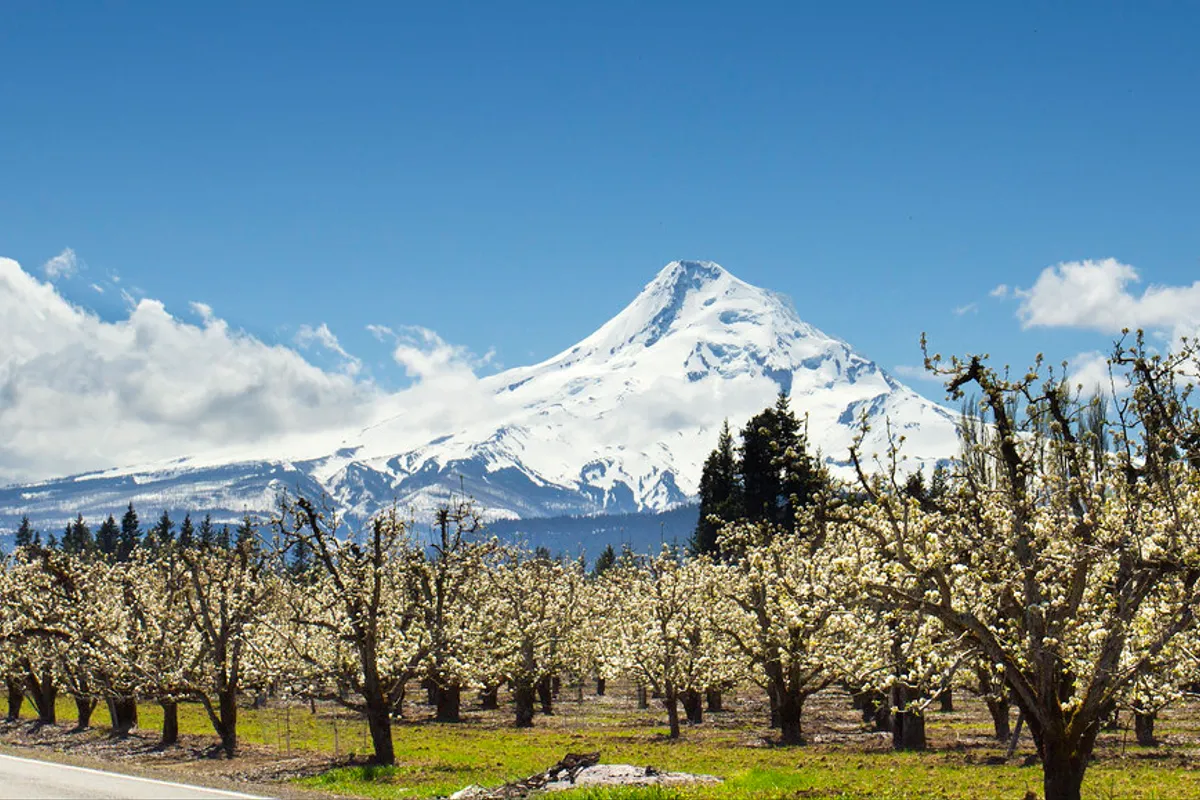 Spring Tree Pruning
